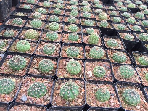 漳州嘟嘟仙人球阳圣丸衍生王批发自生自生阳春当前热销